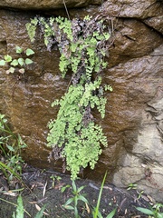 Adiantum capillus-veneris