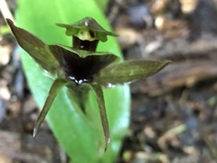 Chiloglottis