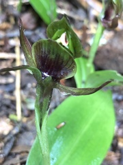Chiloglottis