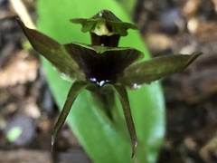 Chiloglottis