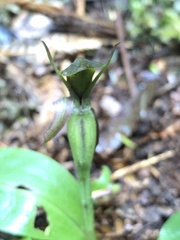 Chiloglottis