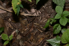 Sphenomorphus indicus