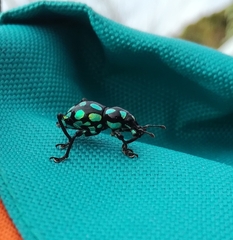 Pachyrhynchus tobafolius