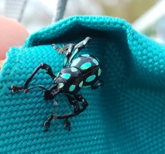 Pachyrhynchus tobafolius