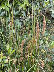 Machaerina articulata