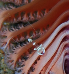 Ancylomenes magnificus