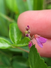 Desmodium incanum