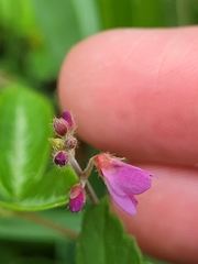 Desmodium incanum