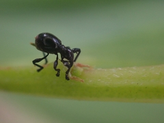 Rhynolaccus formicarius