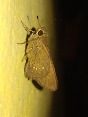 Pelopidas mathias