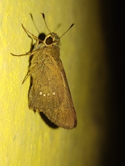 Pelopidas mathias
