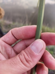 Cyperus fastigiatus