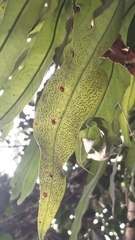 Microsorum punctatum