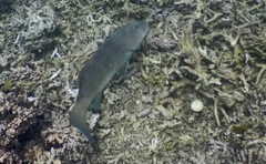 Plectropomus leopardus