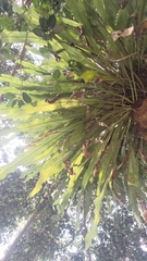 Microsorum punctatum