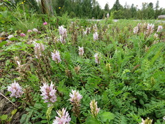 Astragalus austrosibiricus