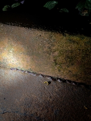 Lycodon anamallensis