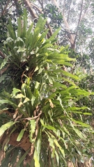 Microsorum punctatum