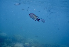 Abudefduf whitleyi