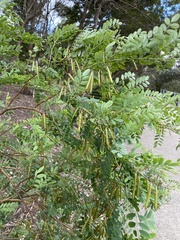 Indigofera australis