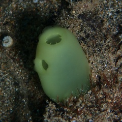 Rhopalaea crassa