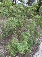 Indigofera australis