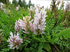 Astragalus austrosibiricus
