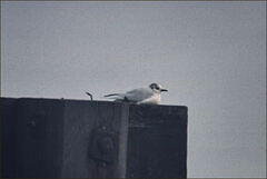 Hydrocoloeus minutus