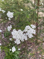 Ozothamnus diosmifolius