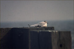 Hydrocoloeus minutus