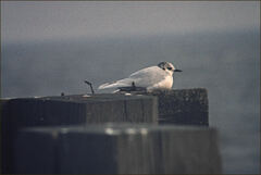 Hydrocoloeus minutus