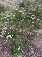 Ozothamnus diosmifolius
