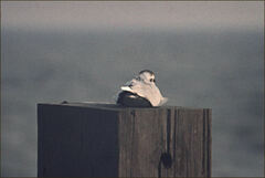 Hydrocoloeus minutus