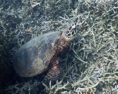 Hawksbill Sea Turtle