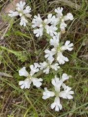 Euphrasia collina osbornii