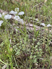 Euphrasia collina osbornii