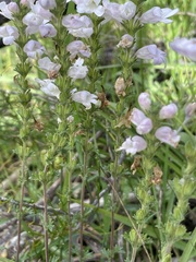 Euphrasia collina osbornii