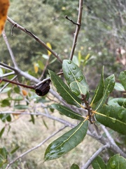 Quercus parvula