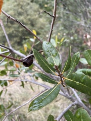 Quercus parvula