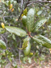Quercus parvula