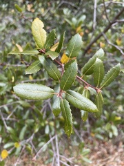 Quercus parvula