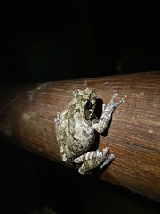 Chiromantis xerampelina