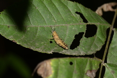 Xenocatantops brachycerus