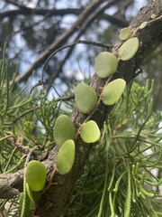 Pyrrosia
