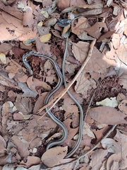 Dendrelaphis tristis