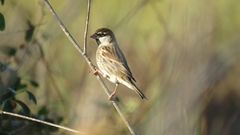 Passer hispaniolensis