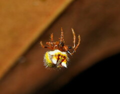 Poecilopachys australasia