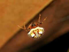 Poecilopachys australasia