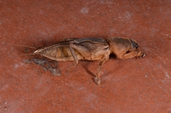 Gryllotalpa orientalis