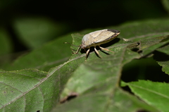 Hippotiscus dorsalis
